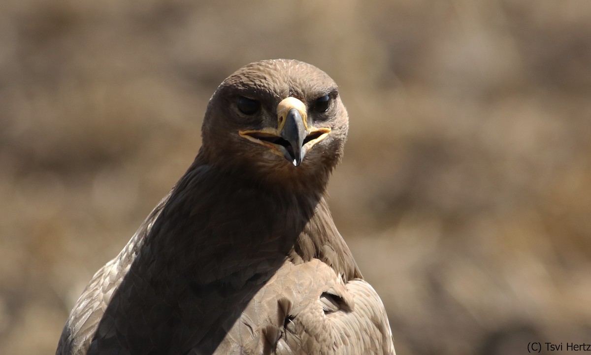 Steppe Eagle - ML640750346