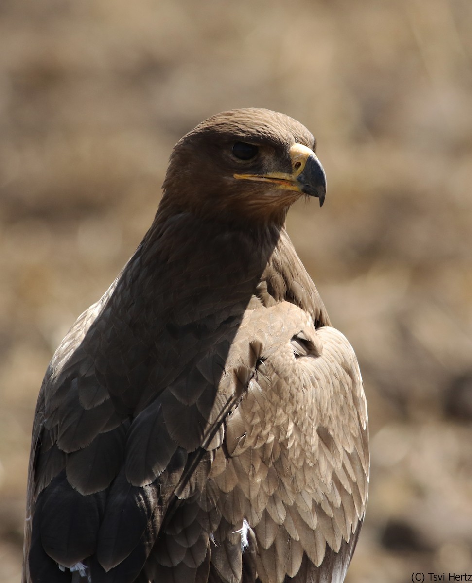 Steppe Eagle - ML640750347
