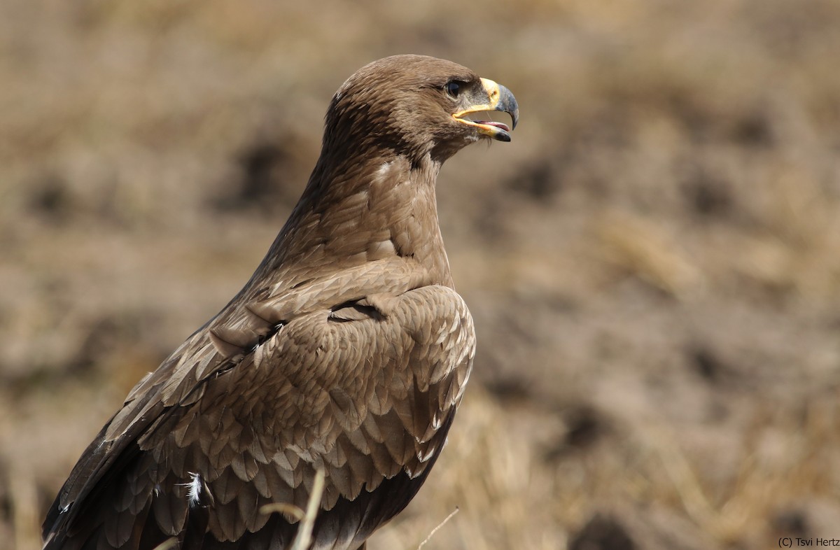 Steppe Eagle - ML640750348
