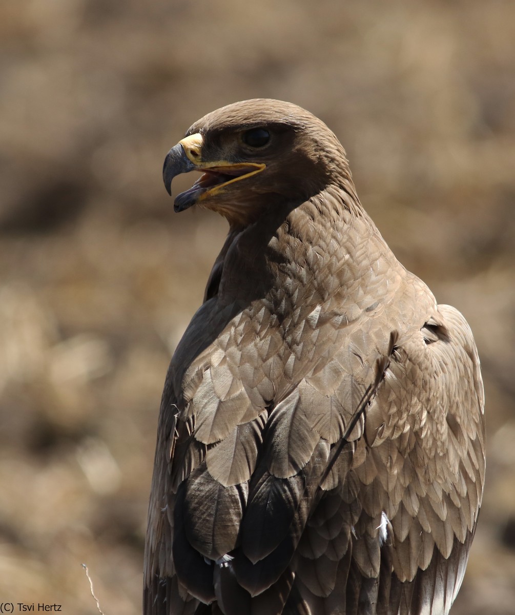 Steppe Eagle - ML640750349