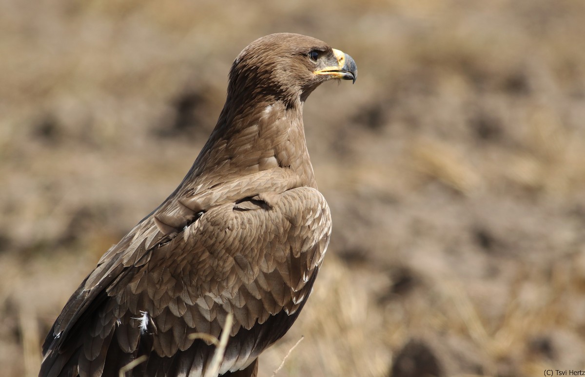 Steppe Eagle - ML640750350