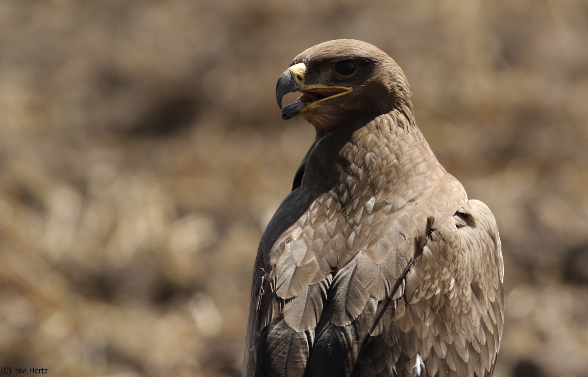 Steppe Eagle - ML640750351