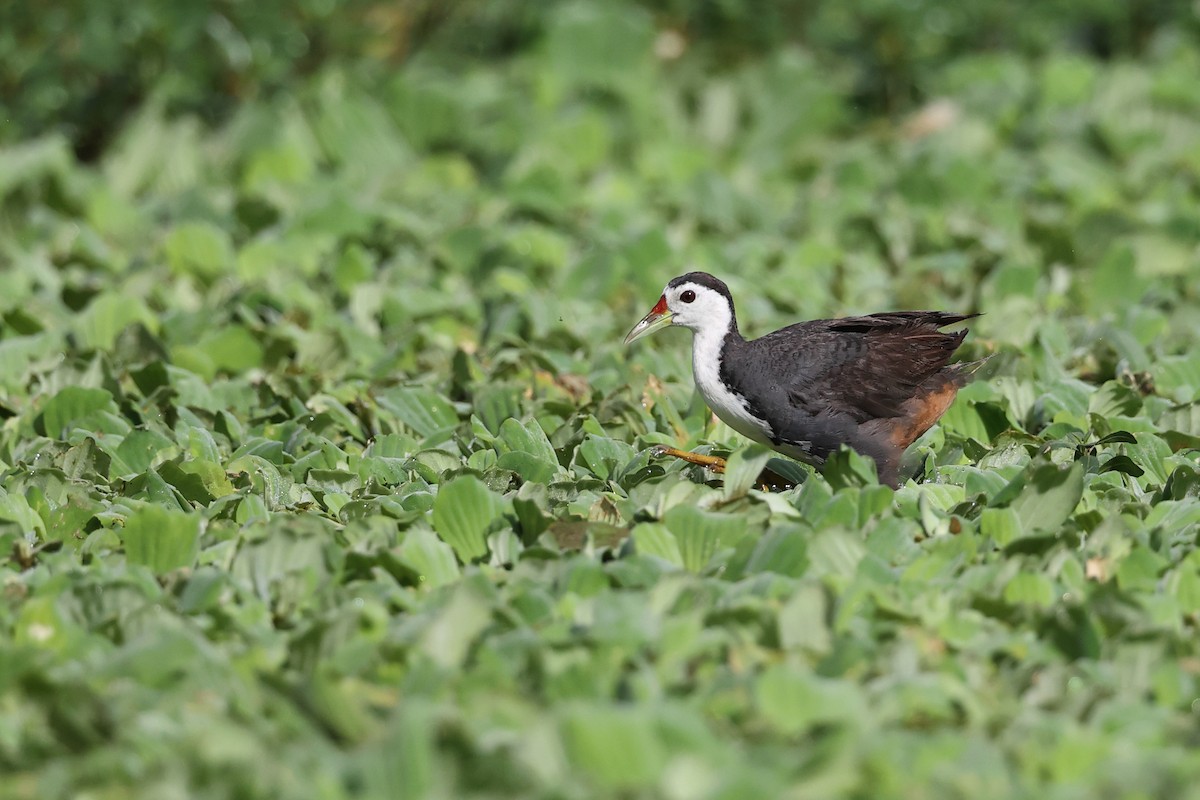 White-breasted Waterhen - ML640750401