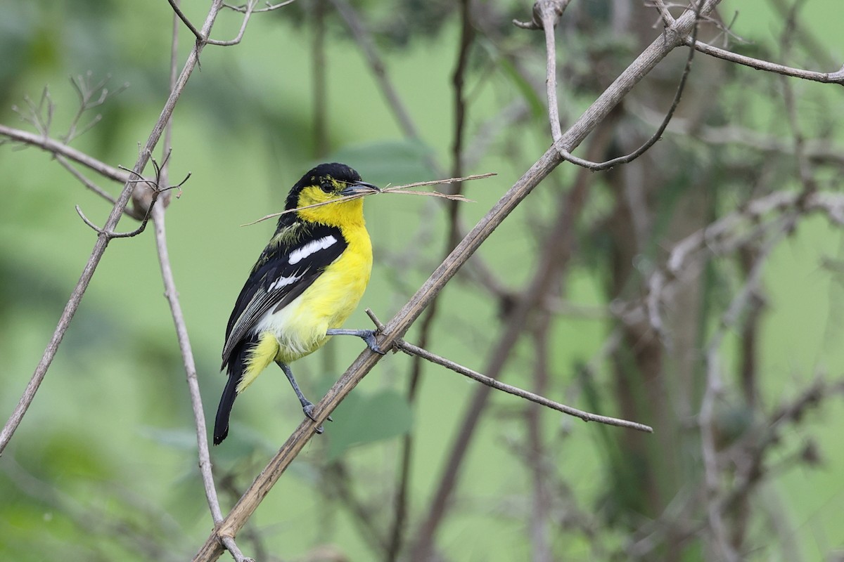 Common Iora - ML640750416