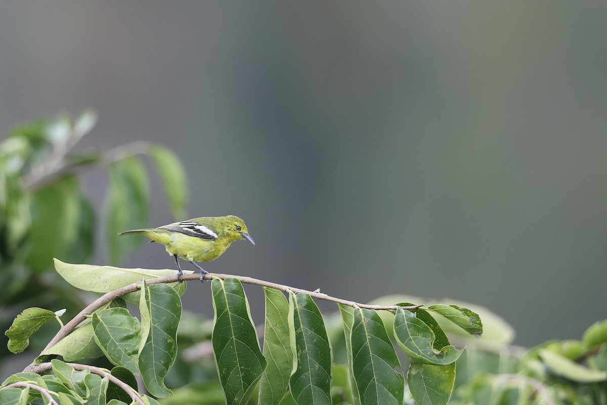 Common Iora - ML640750417