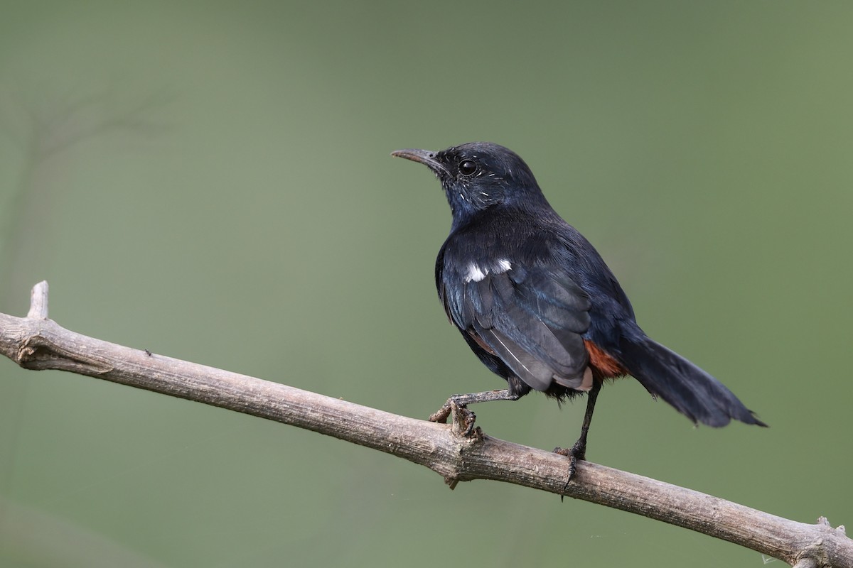 Indian Robin - ML640750458