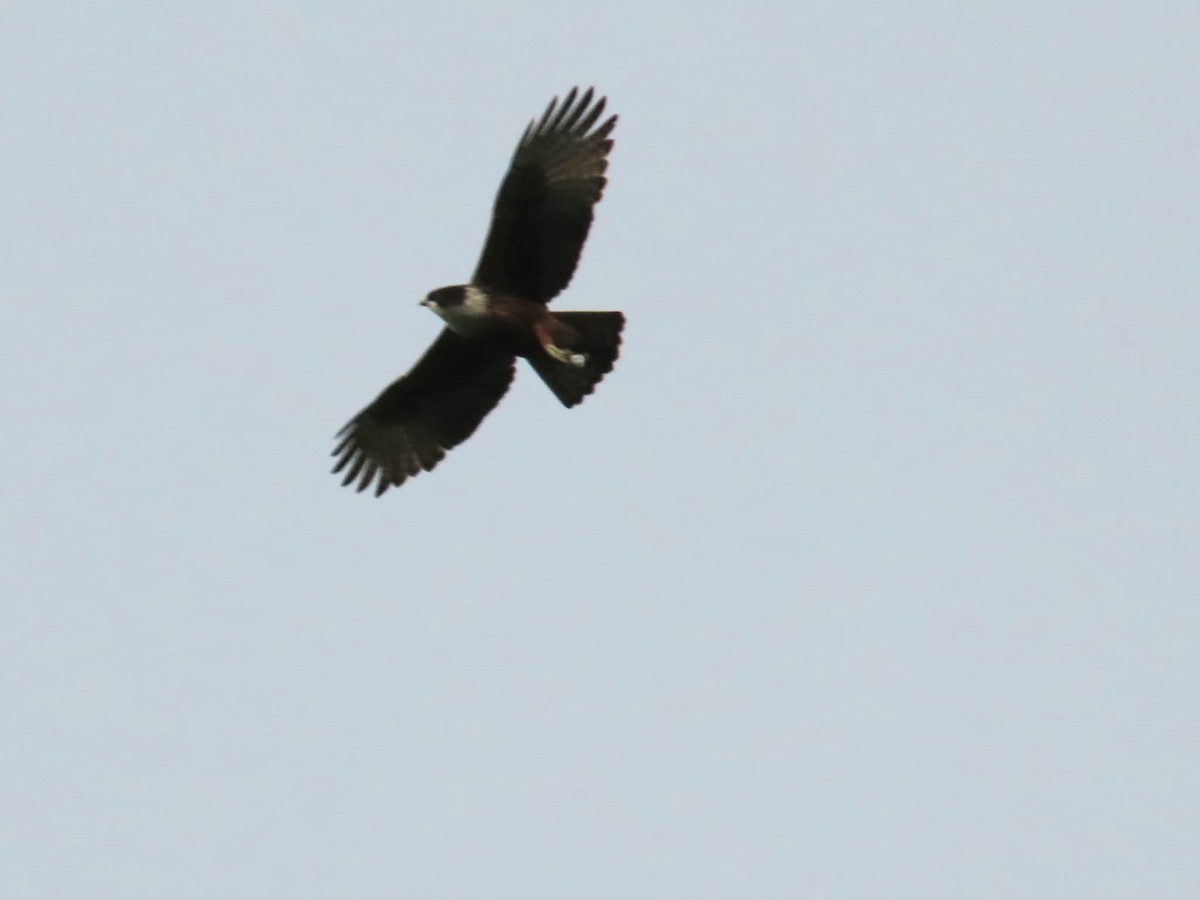 Rufous-bellied Eagle - ML640750496