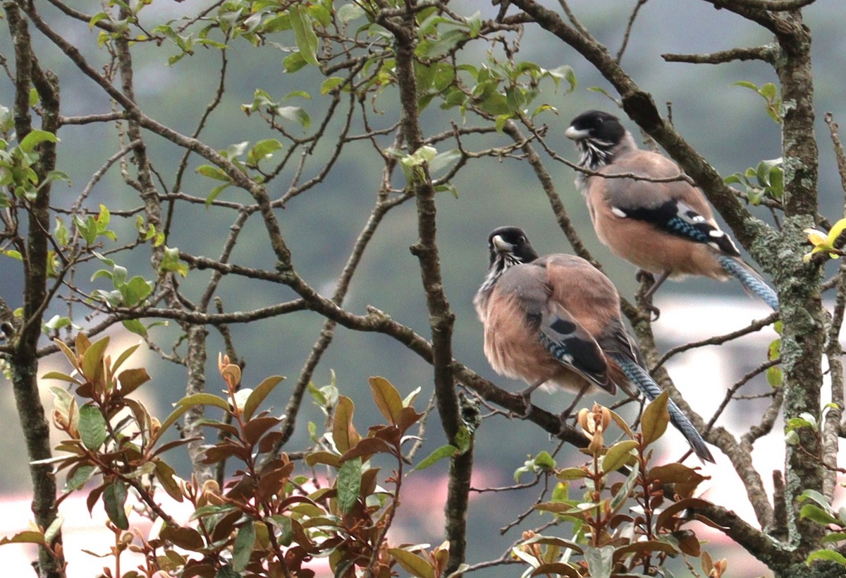 Black-headed Jay - ML640750544