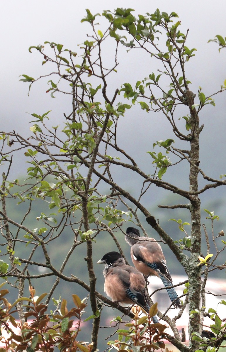 Black-headed Jay - ML640750545