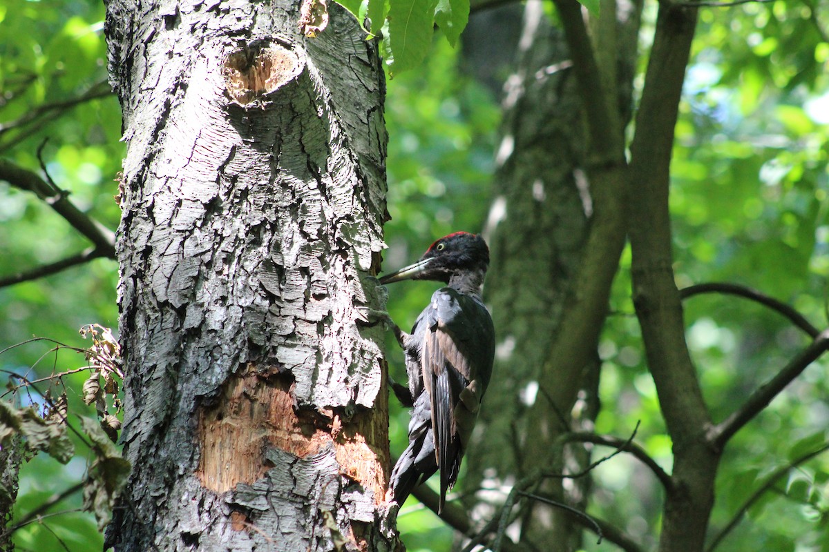 Black Woodpecker - ML640750596