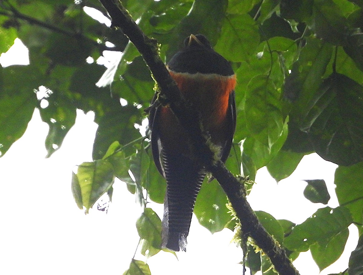 Collared Trogon (Orange-bellied) - ML640750609
