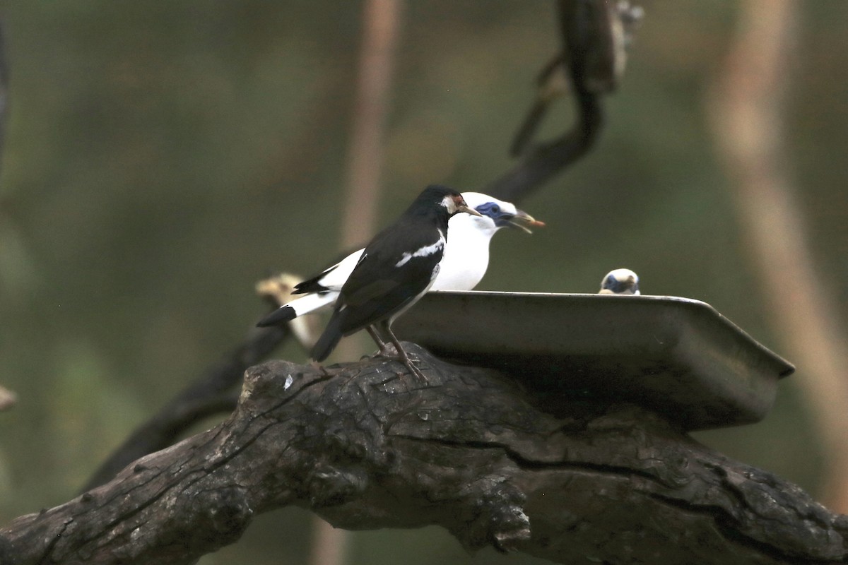 Javan Pied Starling - ML640750612