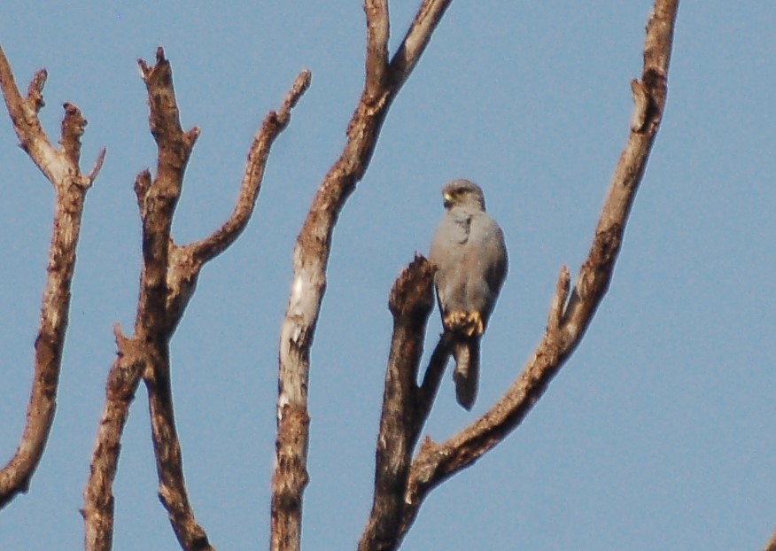Gray Kestrel - ML640750616