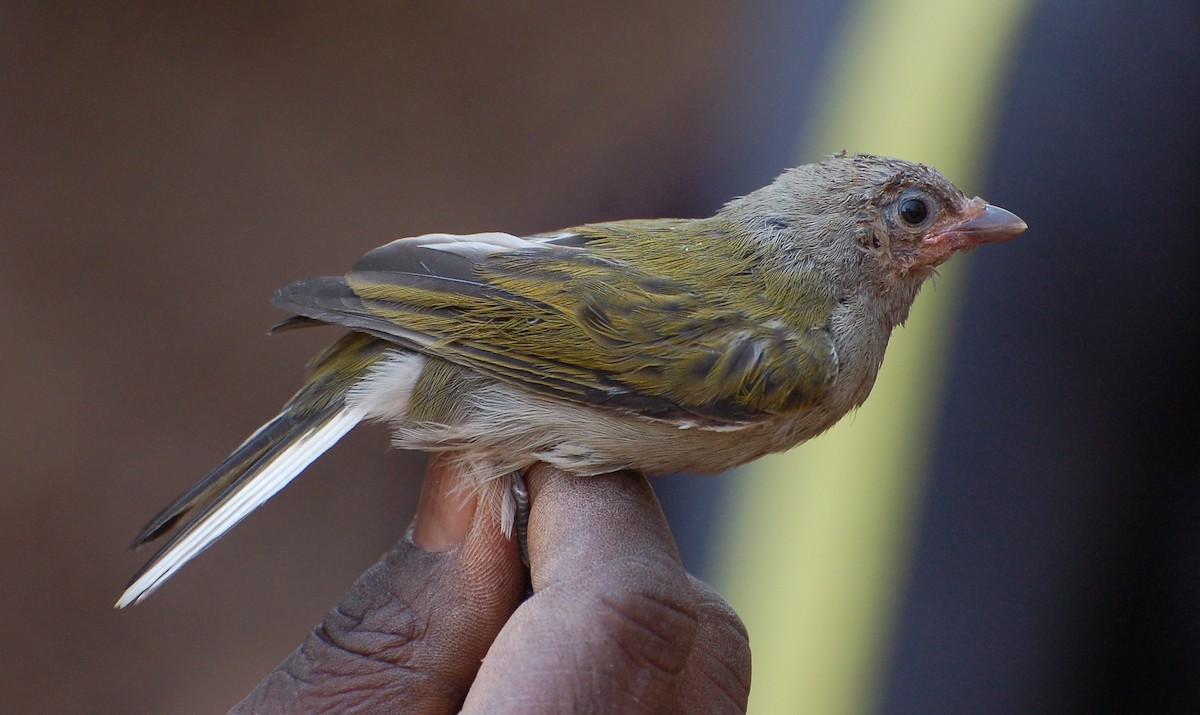 Lesser Honeyguide - ML640750624