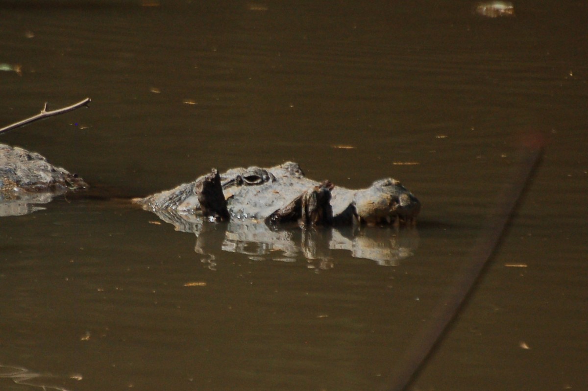 Animals - ML640750632