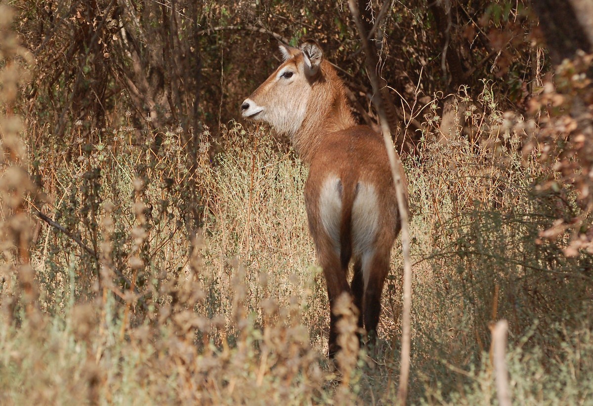 Animals - ML640750633