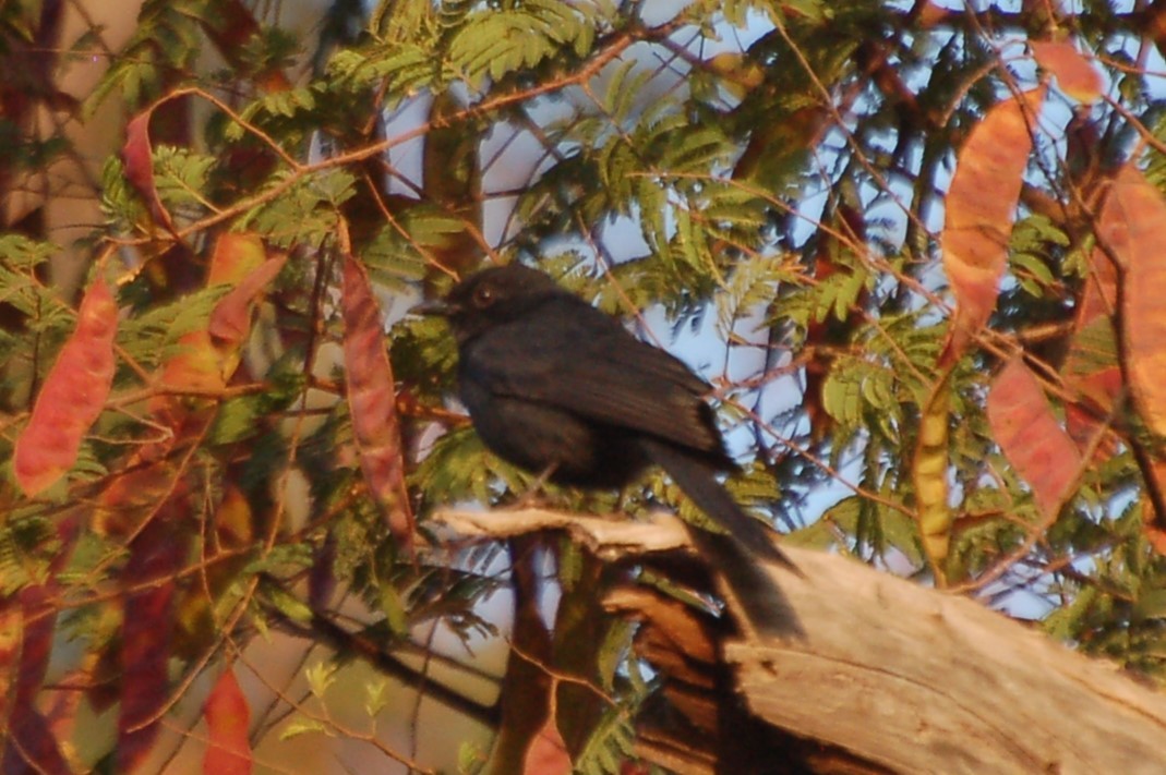 Northern Black-Flycatcher - ML640750642