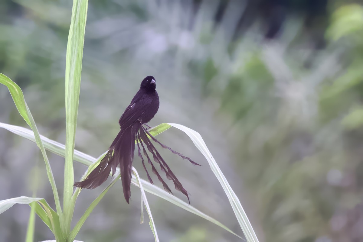 Red-collared Widowbird - ML640750669