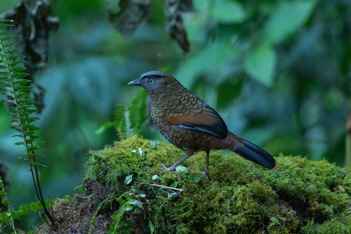 Blue-winged Laughingthrush - ML640750712