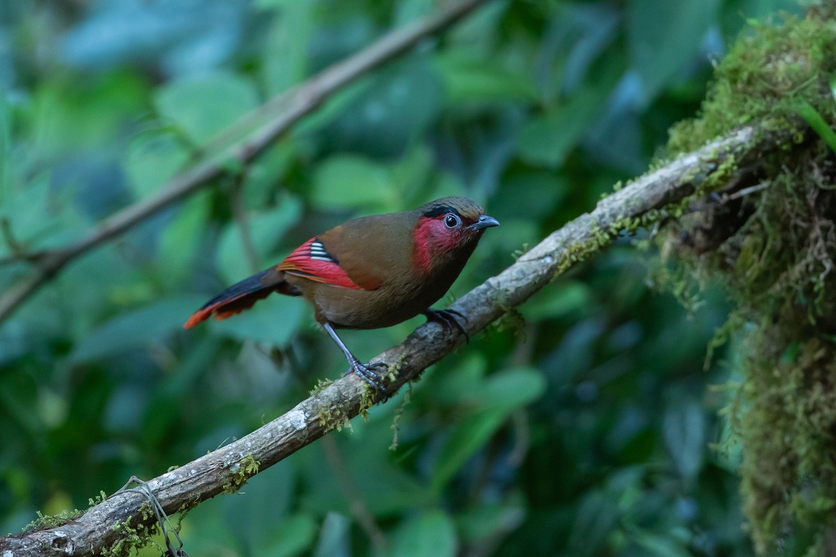 Garrulaxe à ailes rouges - ML640750717