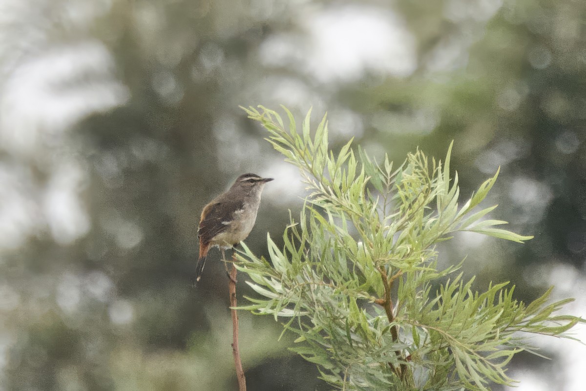 Brown-backed Scrub-Robin - ML640750748