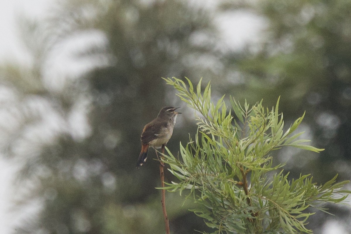Brown-backed Scrub-Robin - ML640750750