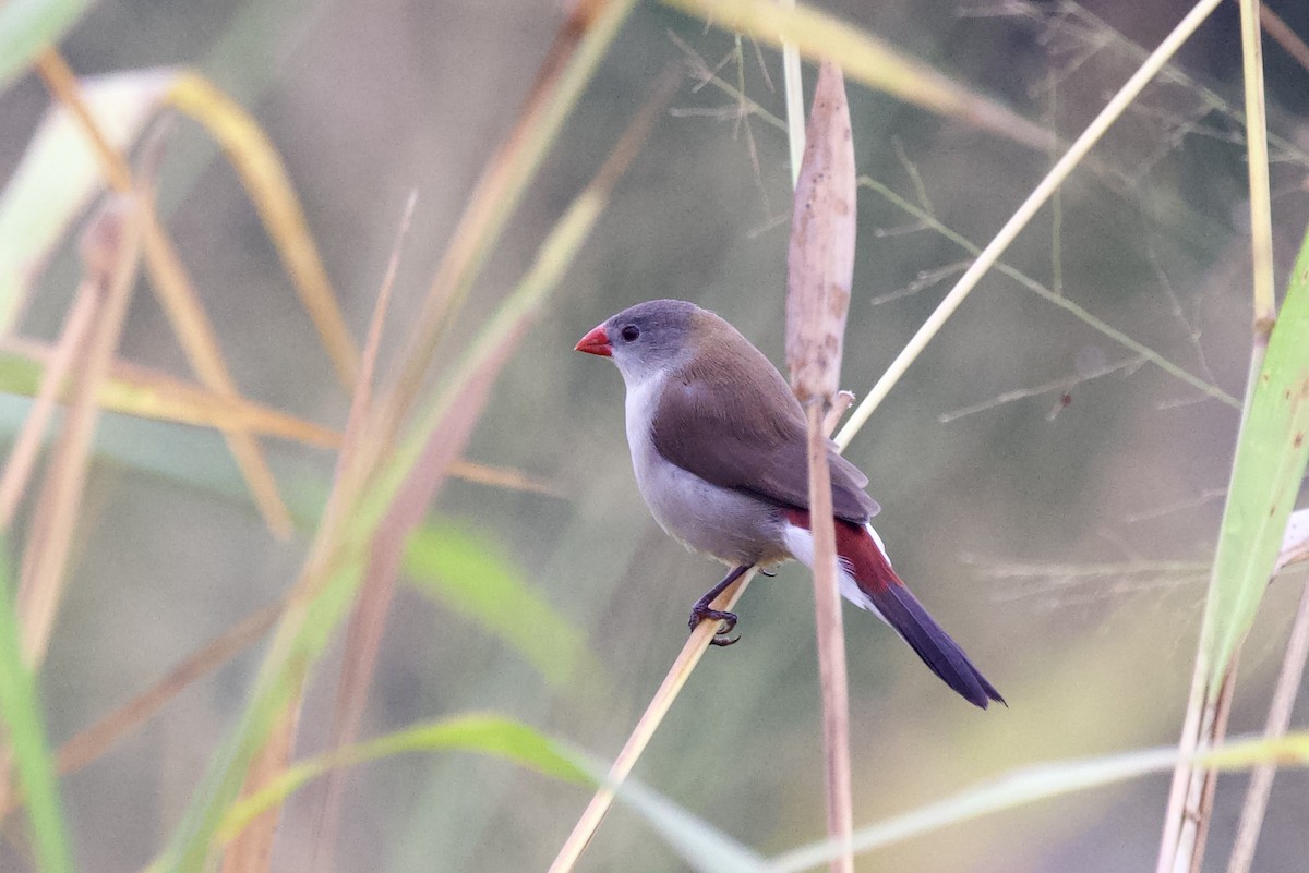Fawn-breasted Waxbill - ML640750758