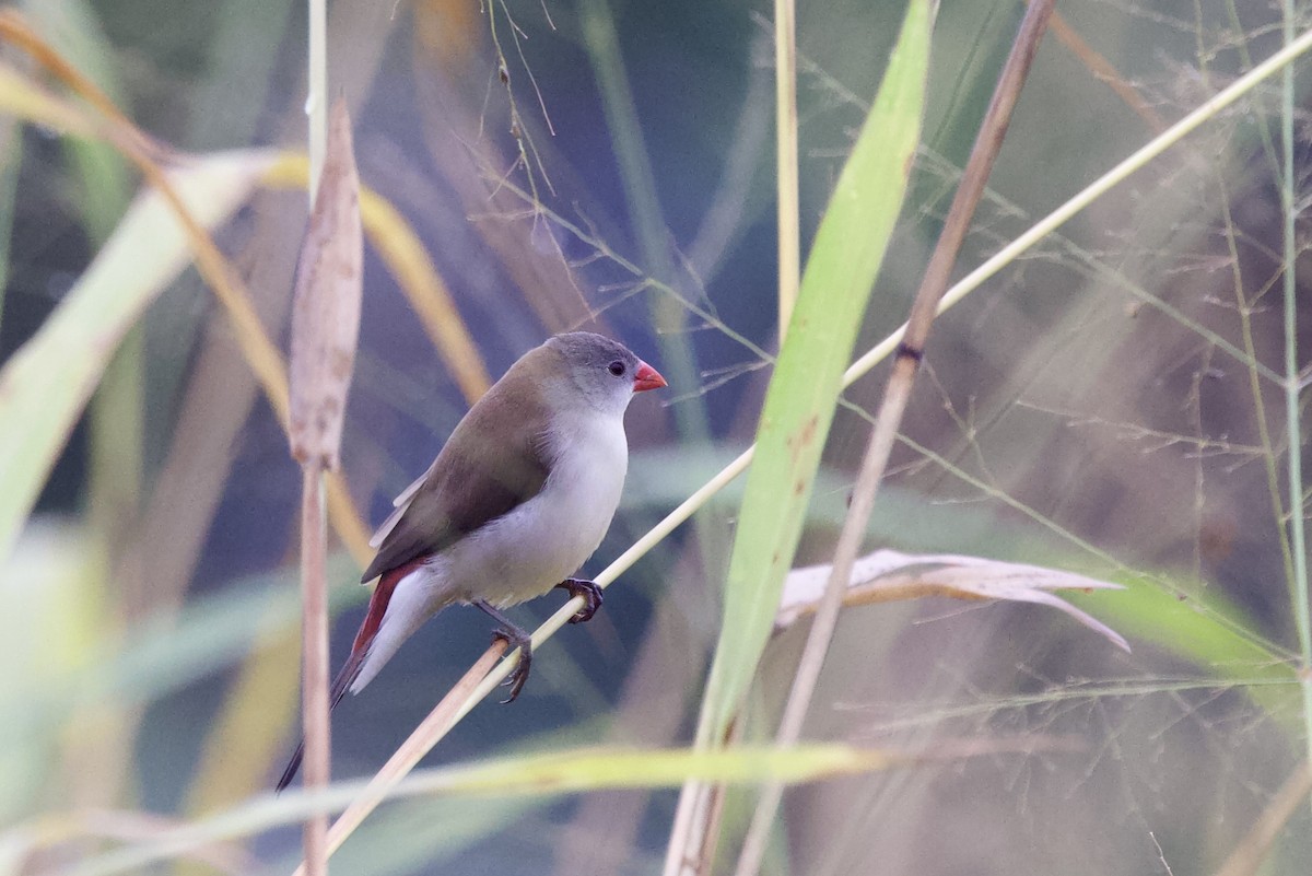 Fawn-breasted Waxbill - ML640750761