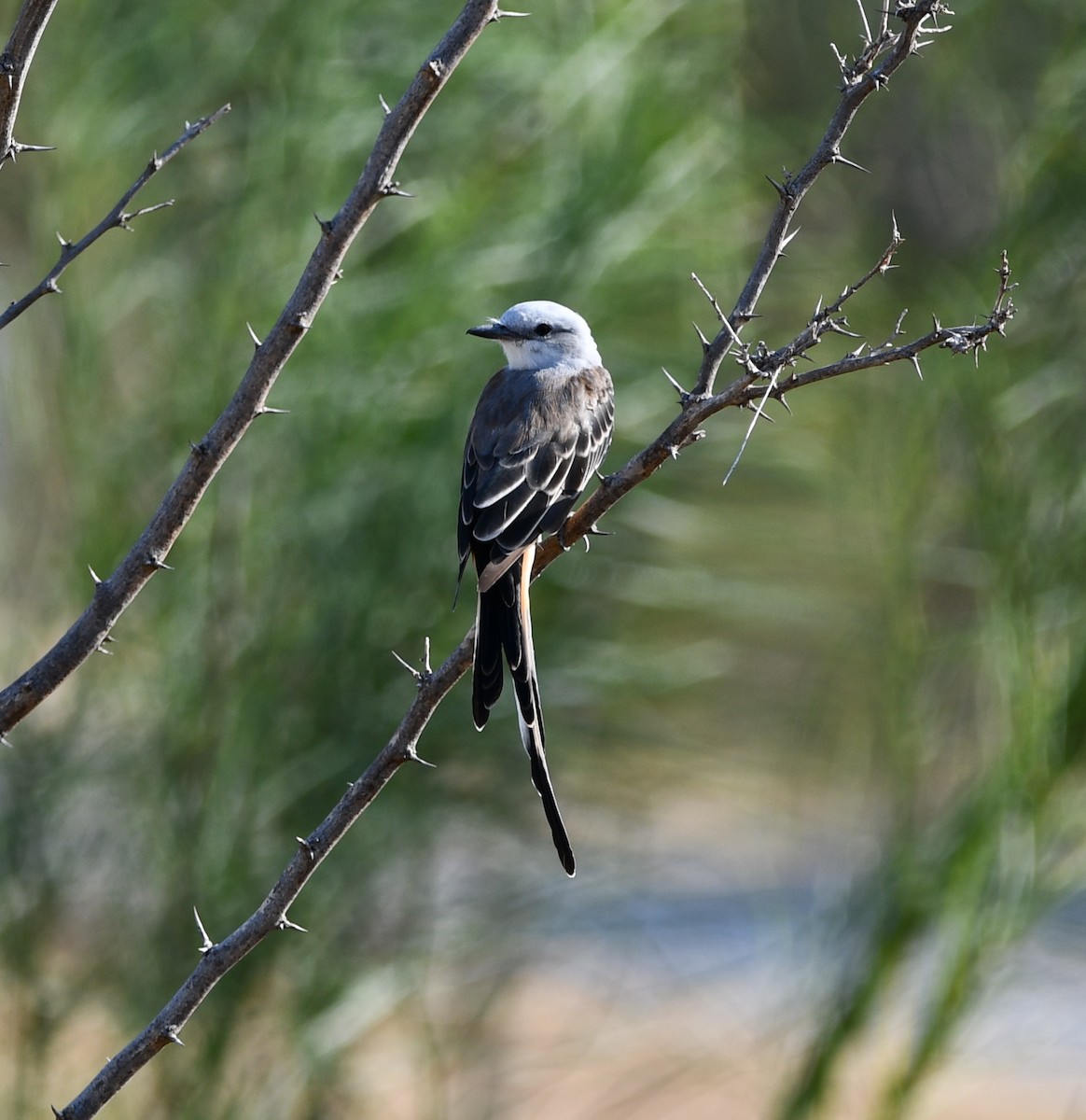 Scissor-tailed Flycatcher - ML640750804