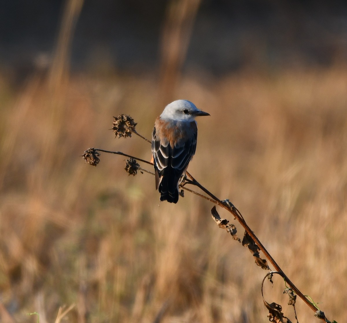 Scissor-tailed Flycatcher - ML640750805