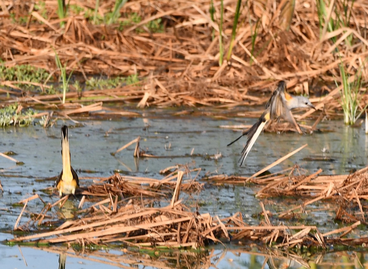 Scissor-tailed Flycatcher - ML640750806