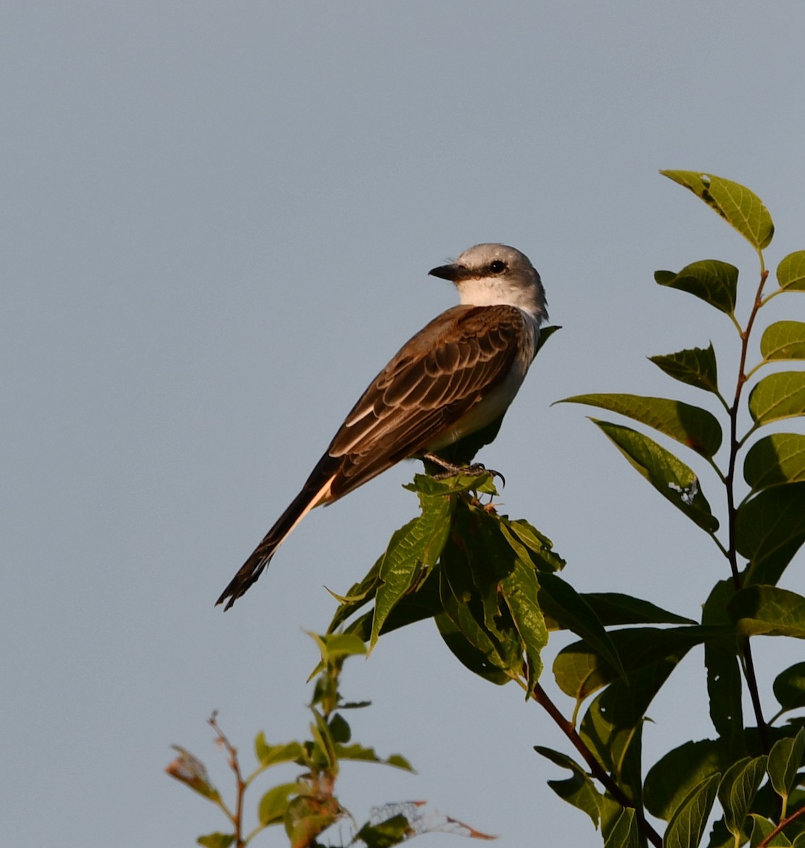 Scissor-tailed Flycatcher - ML640750807