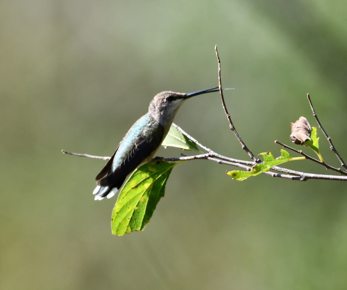 Black-chinned Hummingbird - ML640750877