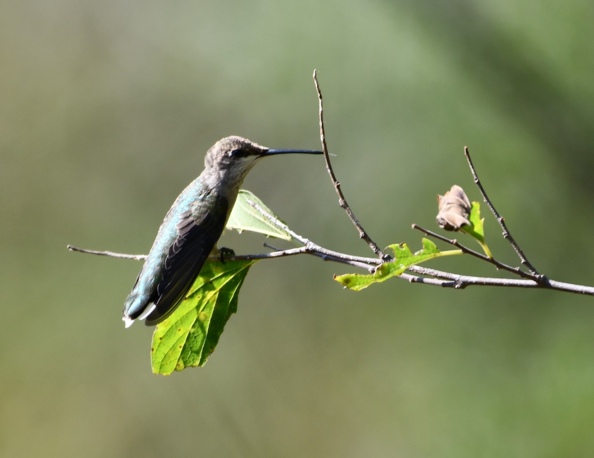 Black-chinned Hummingbird - ML640750878