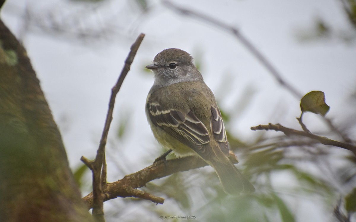 Southern Scrub-Flycatcher - ML640750896