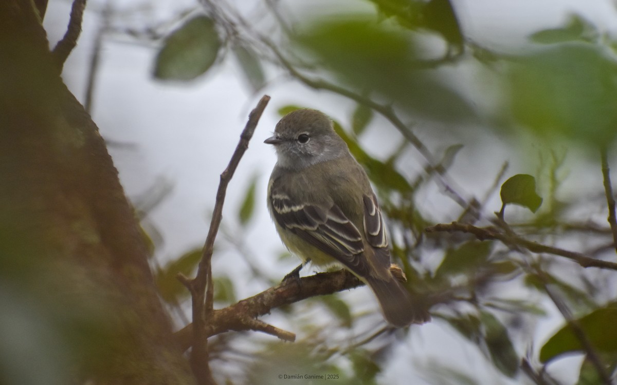 Southern Scrub-Flycatcher - ML640750997