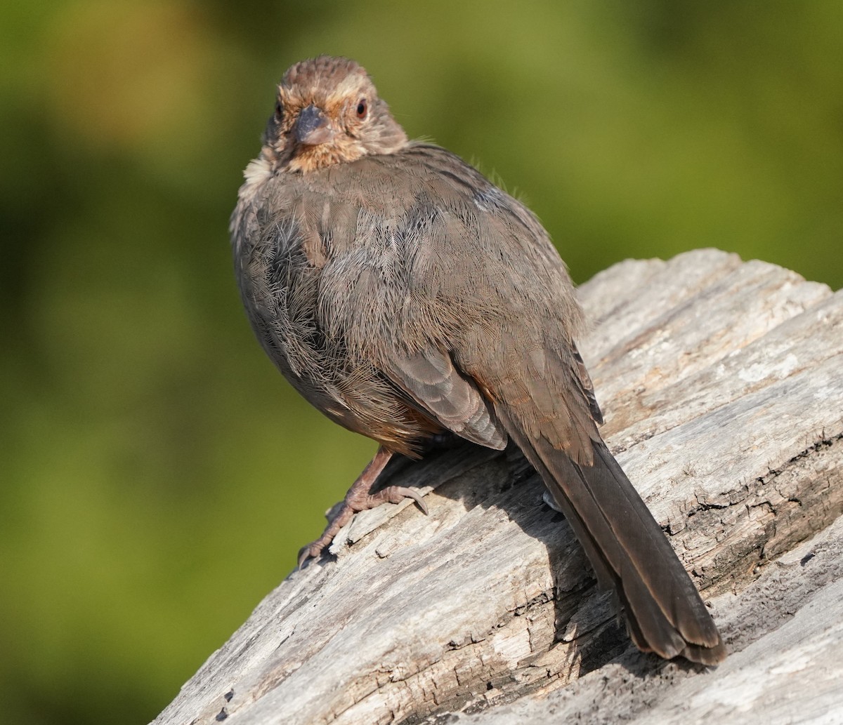 California Towhee - ML640751002