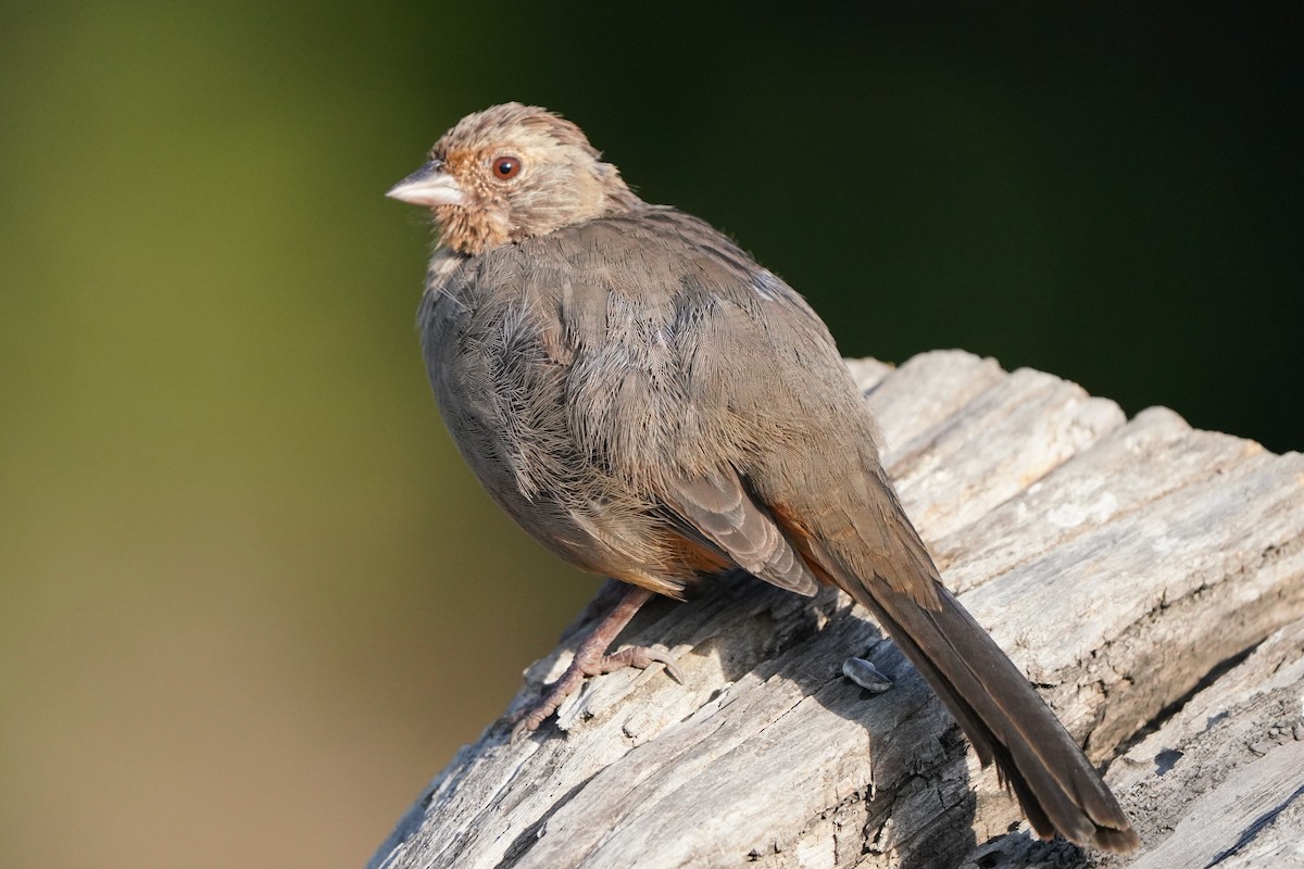 California Towhee - ML640751003