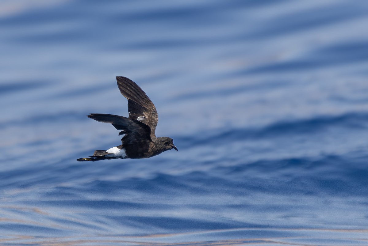 Wilson's Storm-Petrel - ML640751033