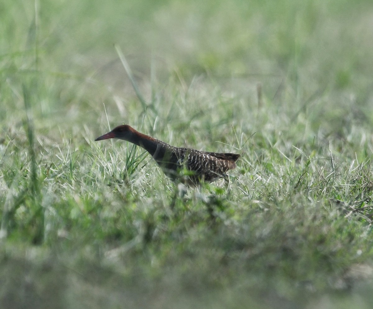 Slaty-breasted Rail - ML640751035