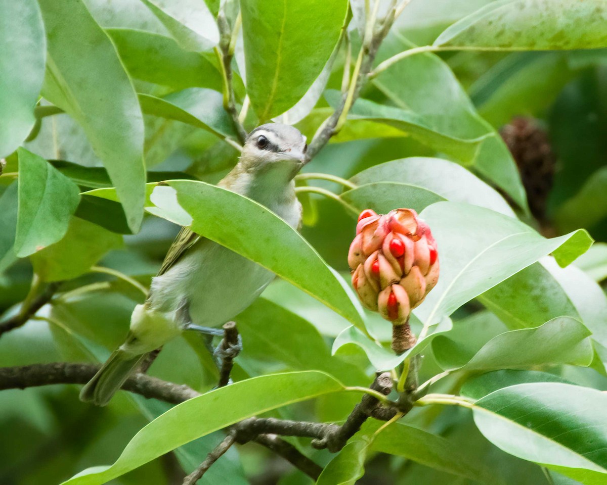 Red-eyed Vireo - ML640751093
