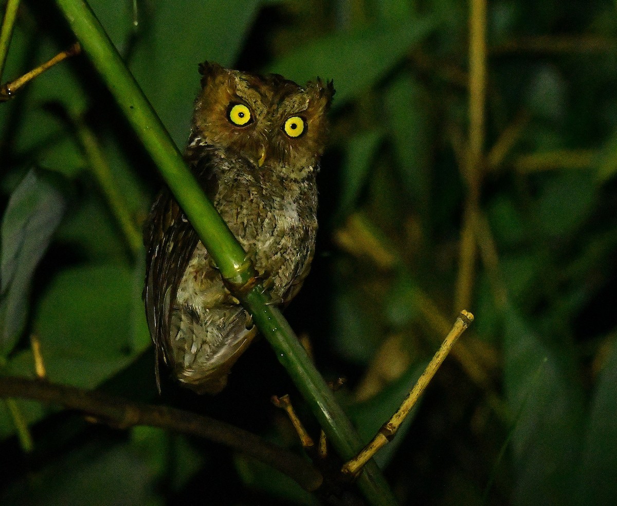 Mountain Scops-Owl - ML640751098