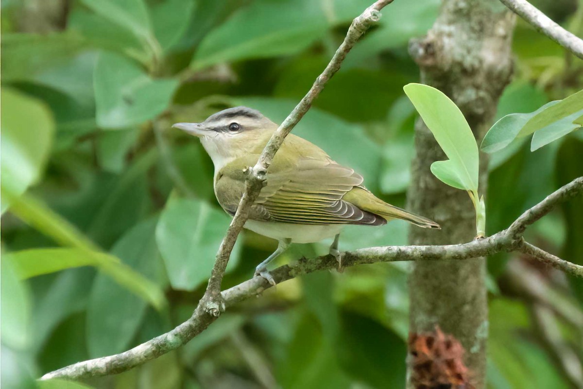 Red-eyed Vireo - ML640751106