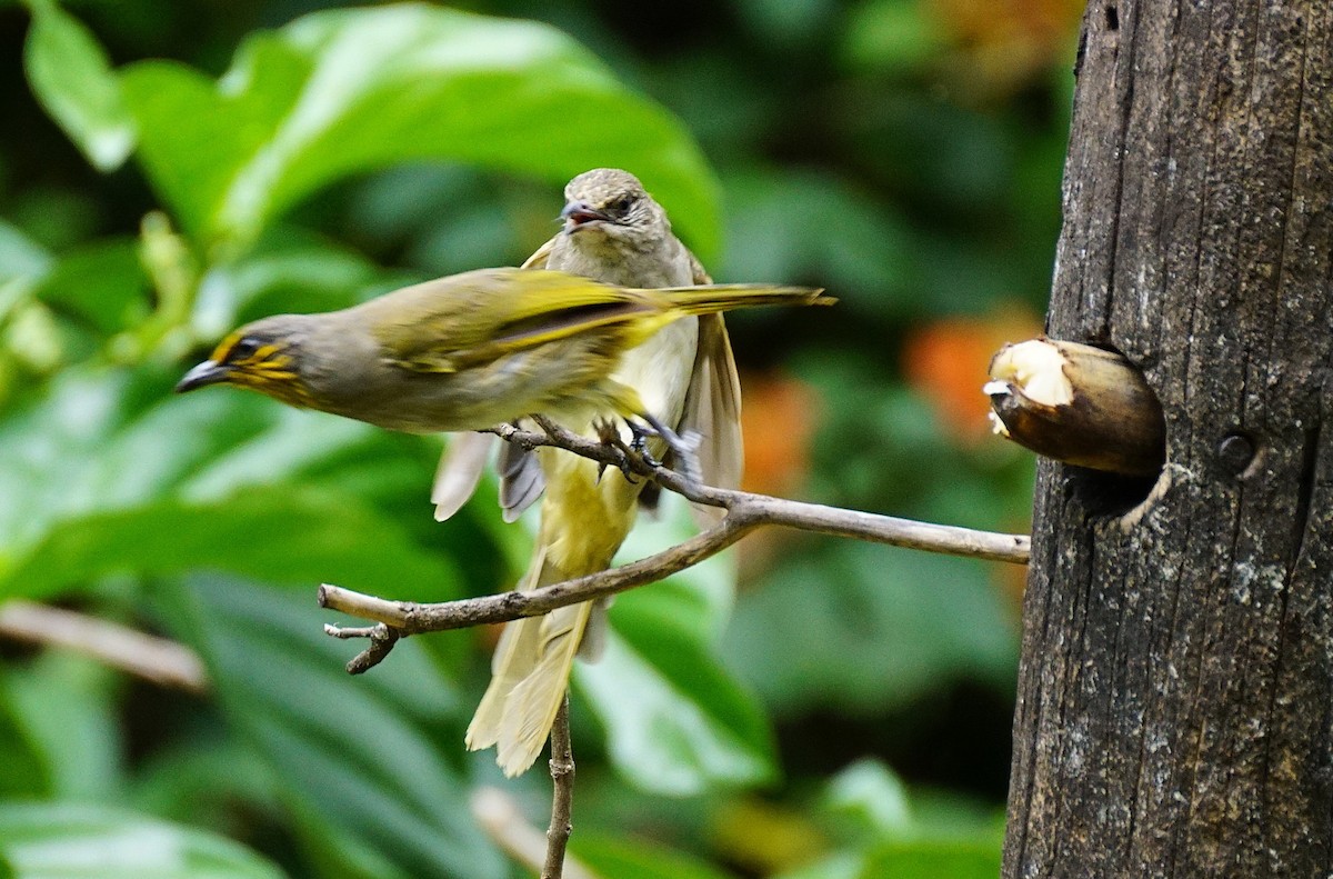 Stripe-throated Bulbul - ML640751127