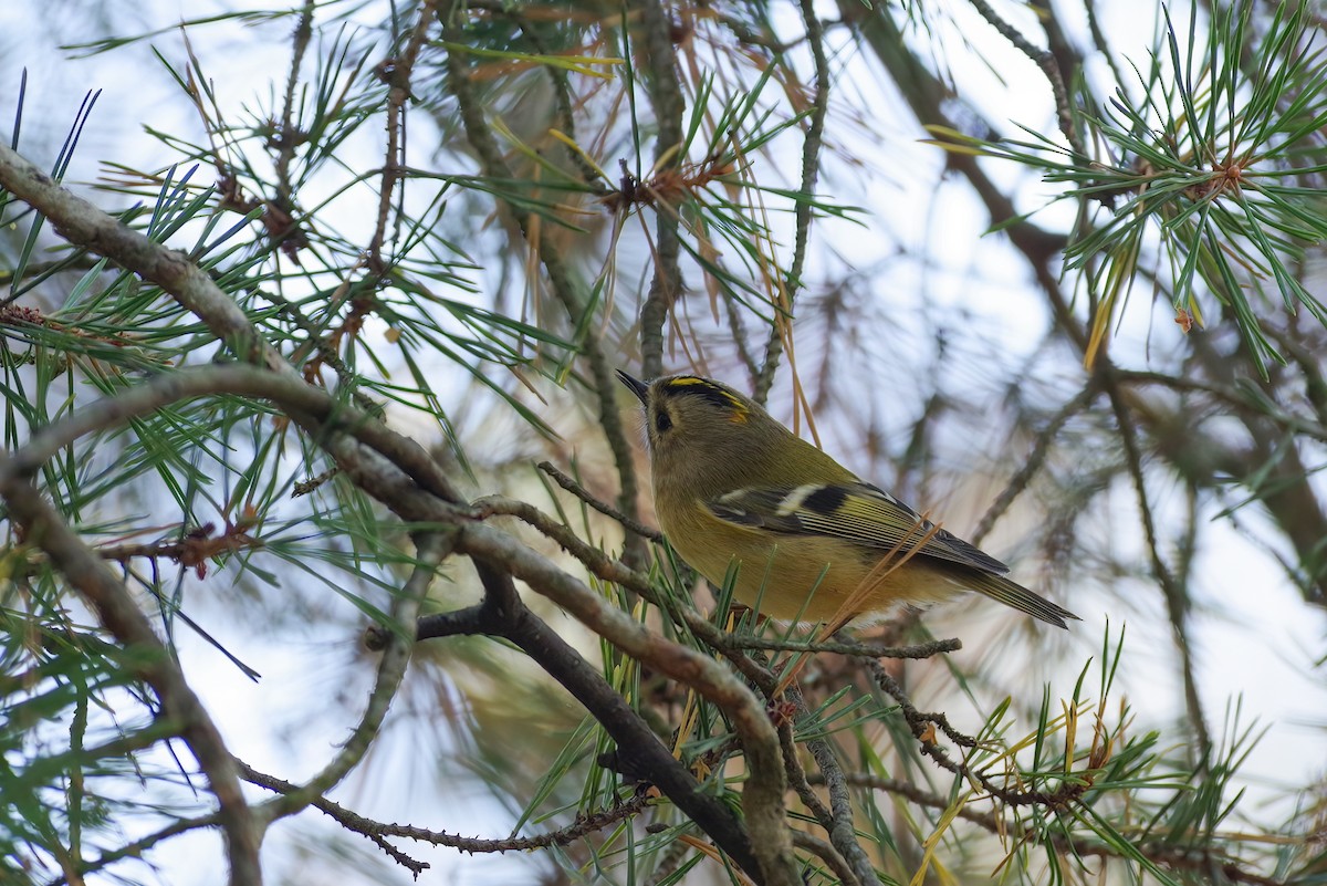 Goldcrest - ML640751161