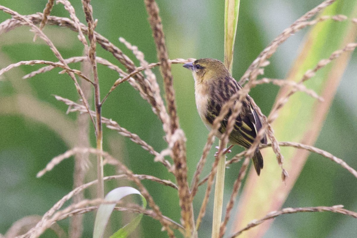 Black-headed Weaver - ML640751219