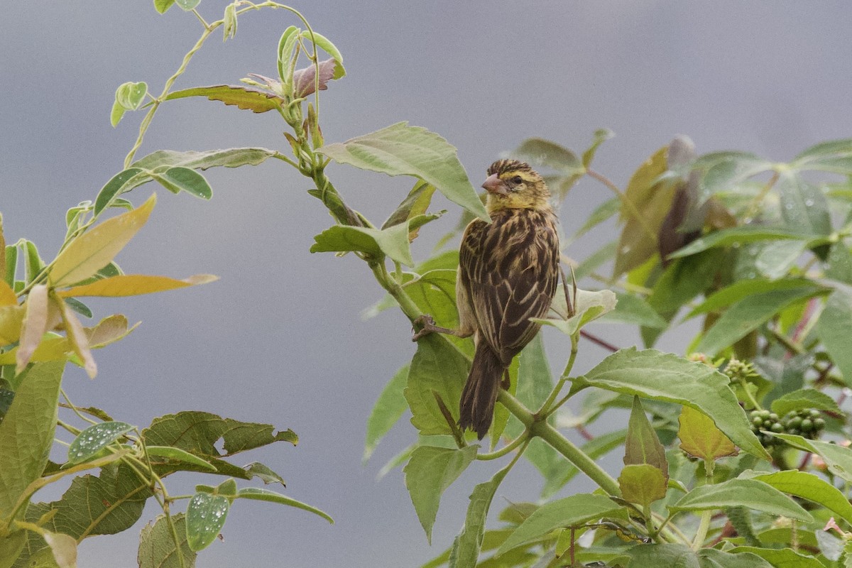 Black Bishop - ML640751238