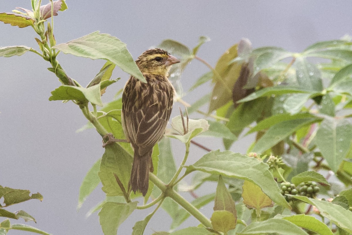 Black Bishop - ML640751239