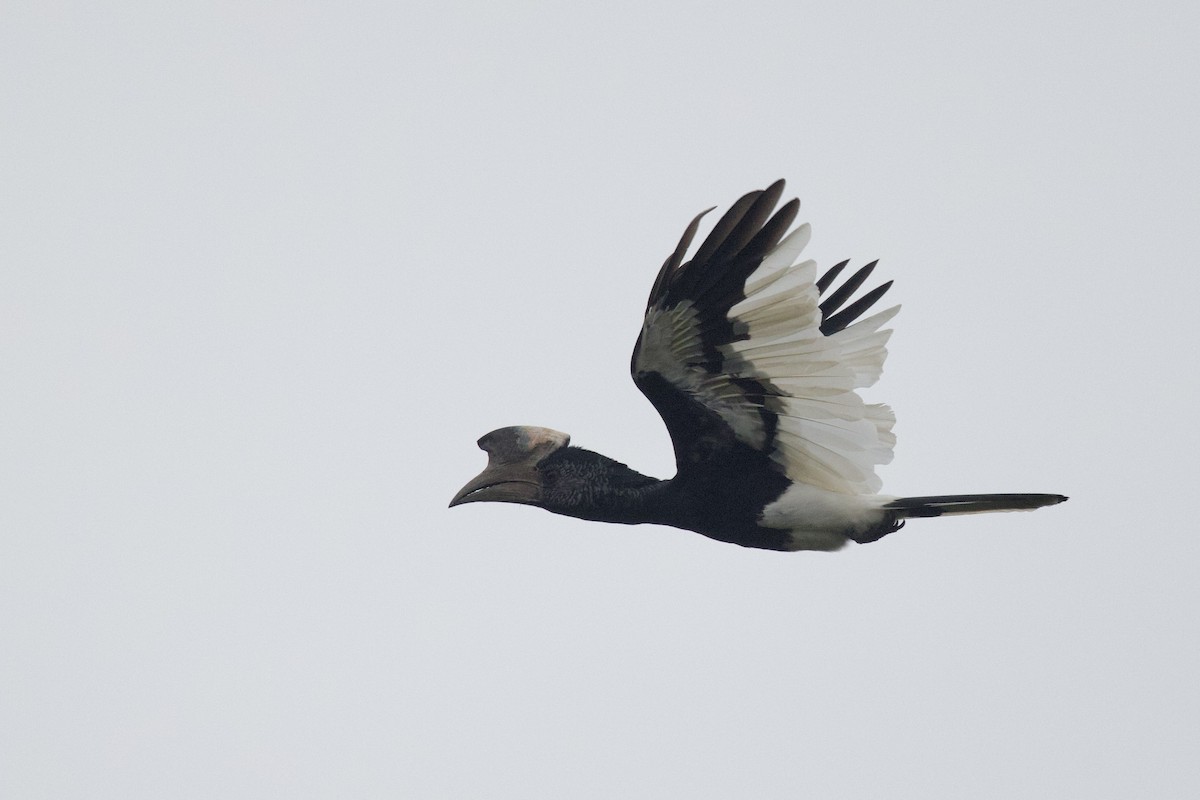 Black-and-white-casqued Hornbill - ML640751256