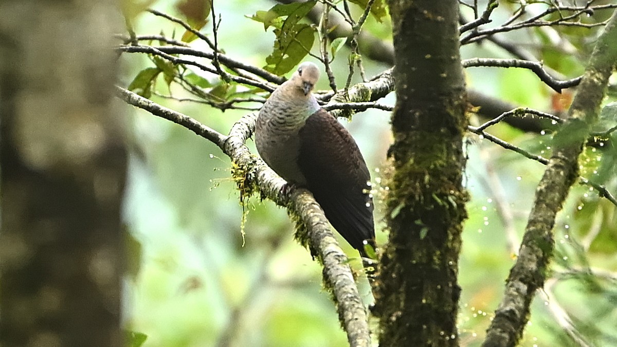 Barred Cuckoo-Dove - ML640751332